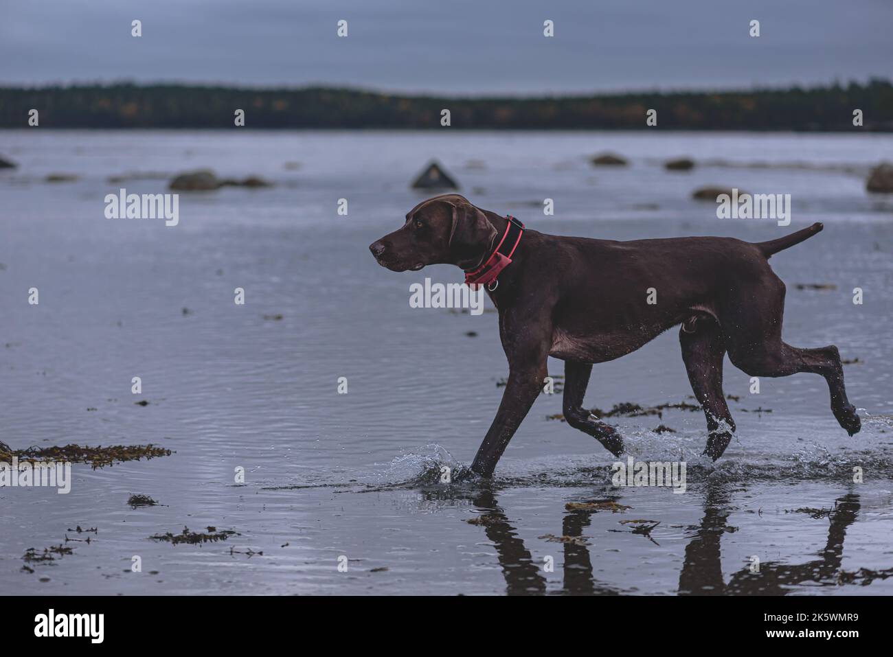 Brown German Shorthaéred pointeur jouant de la laisse sur la plage pour chiens Banque D'Images