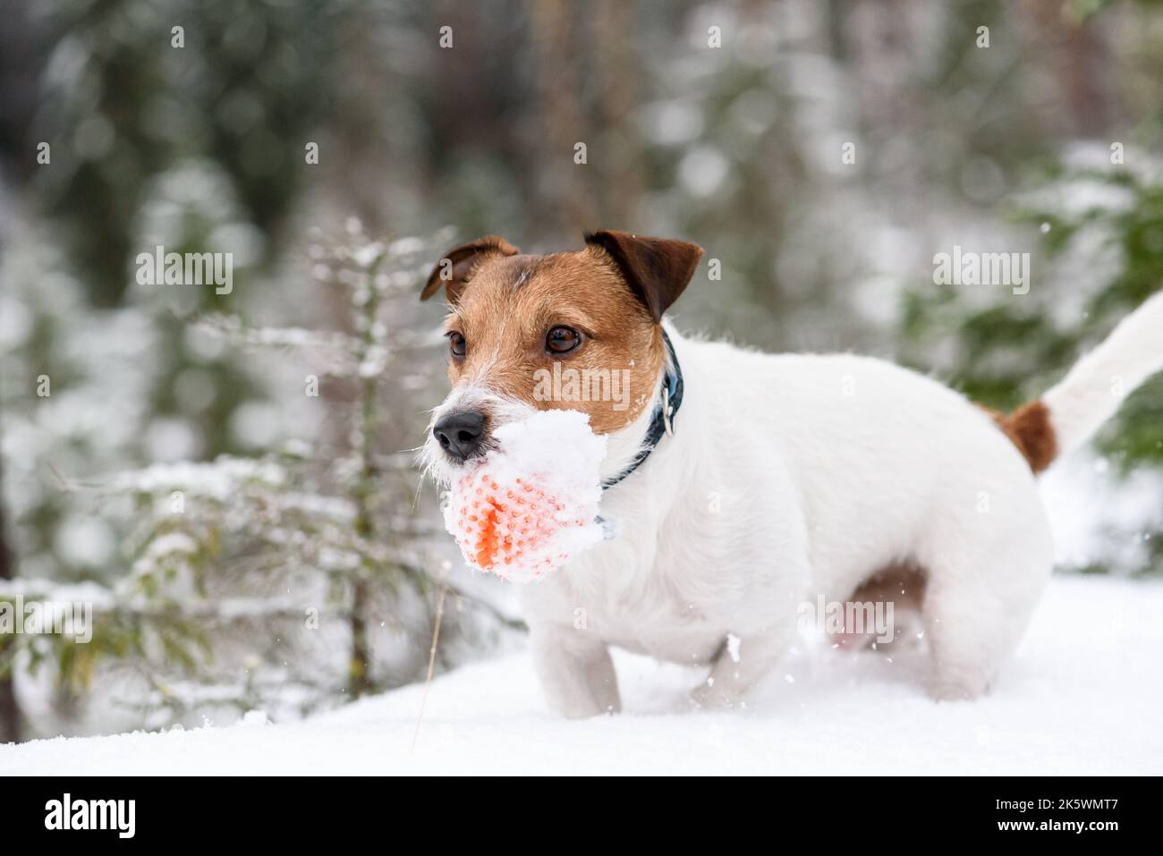 Chien actif jouant à la fetch jeu avec le jouet dans la neige profonde en plein air Banque D'Images