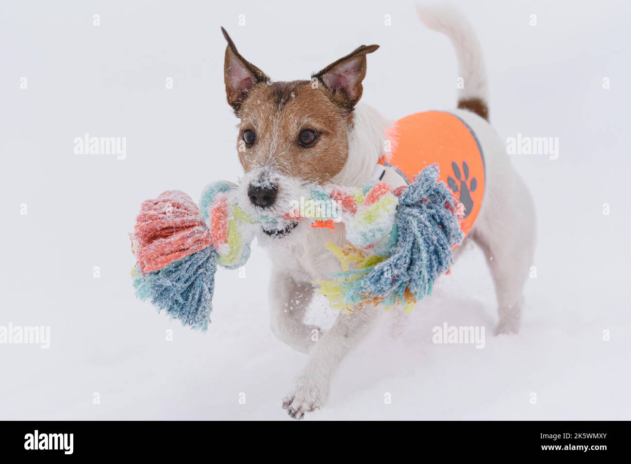 Chien jouant à l'extérieur dans la neige avec une corde tressée robuste le jour de l'hiver Banque D'Images