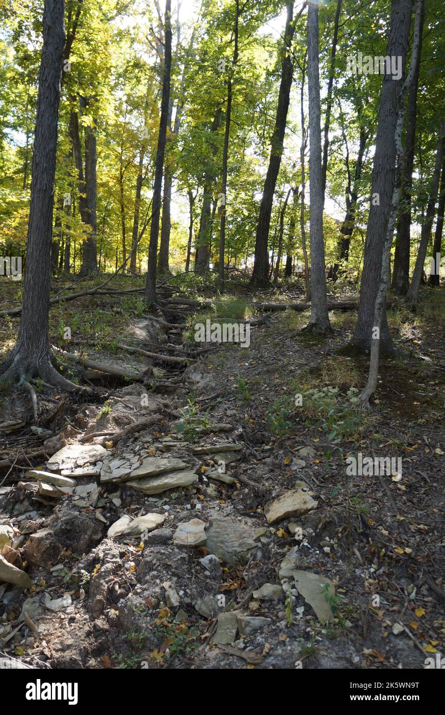 Creek dans les bois Banque D'Images