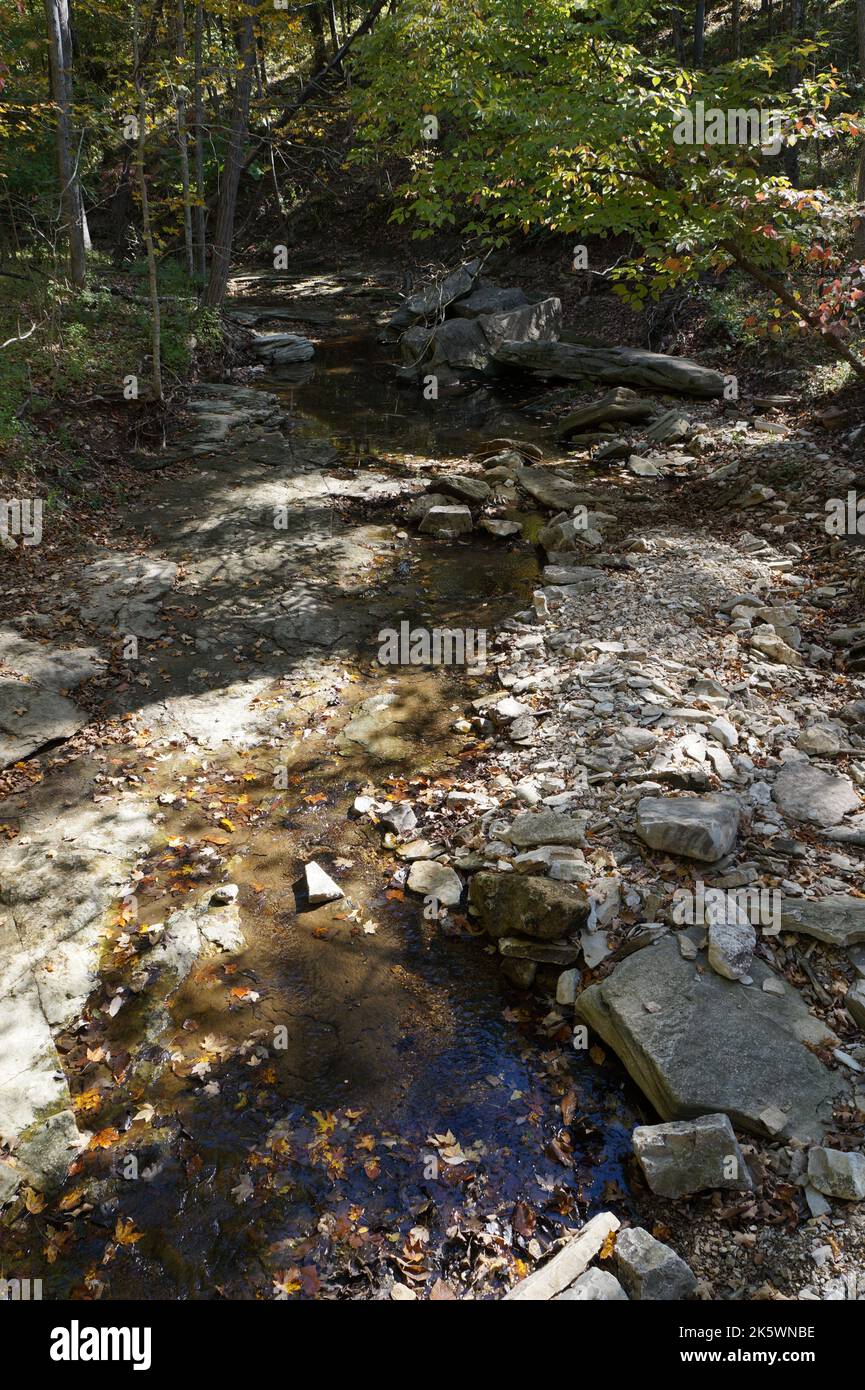 Creek dans les bois Banque D'Images