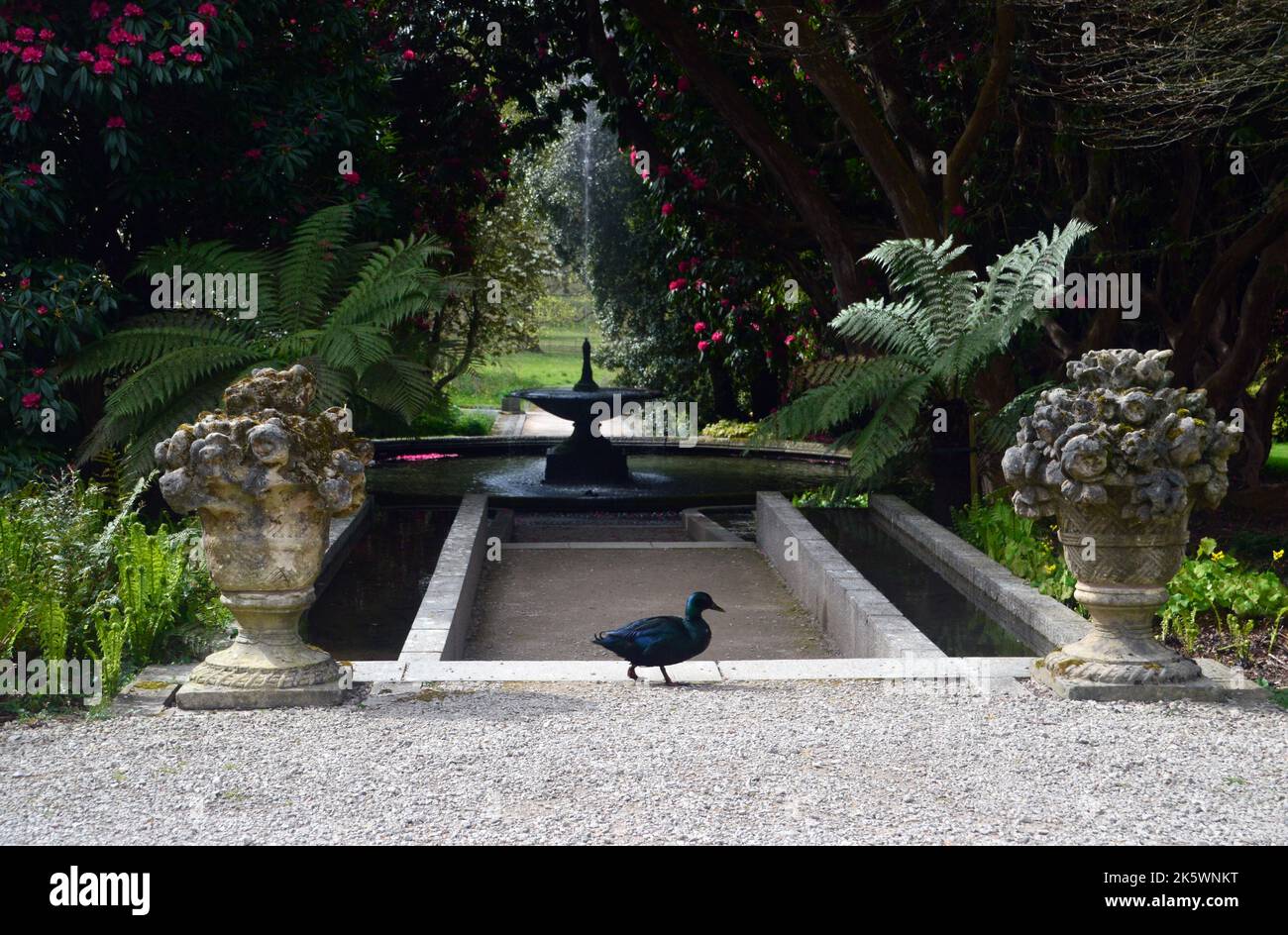 Single East Indie 'Black East Indian' (Anas platyrhynchos) Ornamental Duck près de la fontaine à Holker Hall & Gardens, Lake District, Cumbria, Angleterre Banque D'Images
