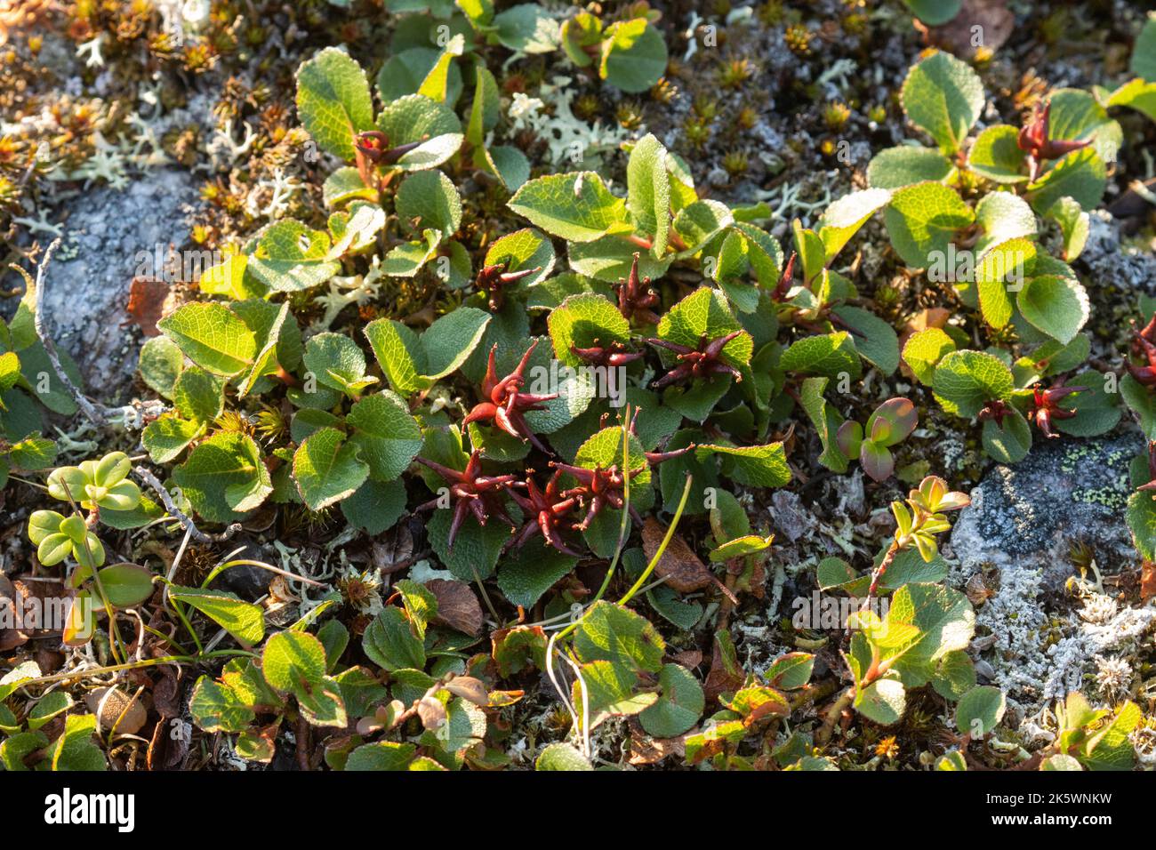 Gros plan du saule nain, Salix herbacea poussant sur une surface rocheuse sur une chute dans le nord de la Finlande Banque D'Images