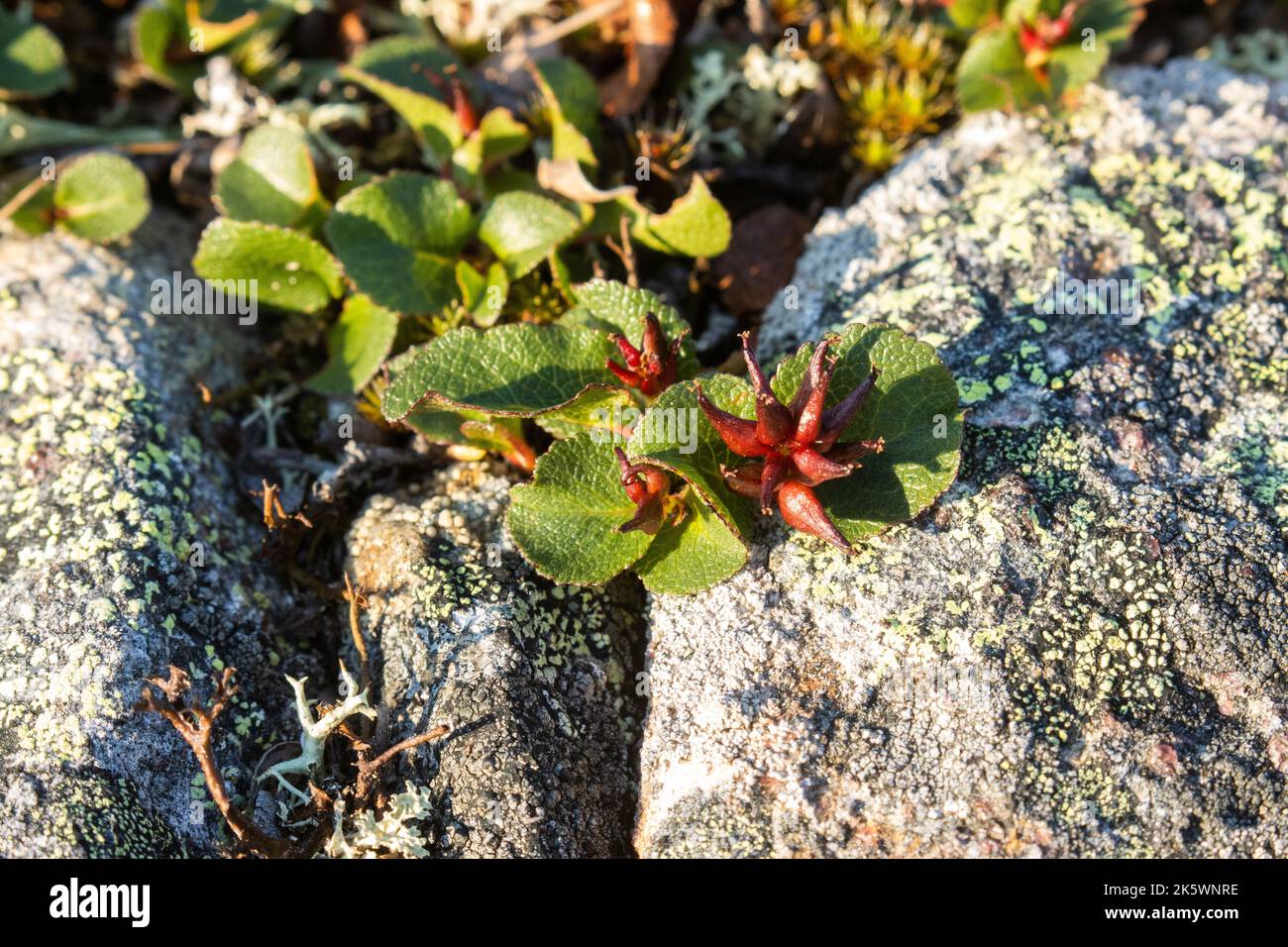 Gros plan du saule nain, Salix herbacea poussant sur une surface rocheuse sur une chute dans le nord de la Finlande Banque D'Images