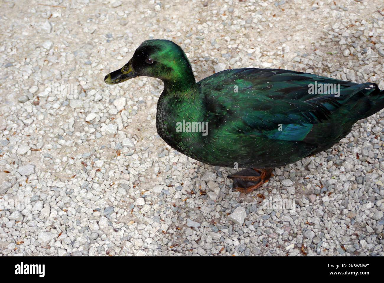 Single East Indie 'Black East Indian' (Anas platyrhynchos) Ornamental Duck près de la fontaine à Holker Hall & Gardens, Lake District, Cumbria, Angleterre Banque D'Images