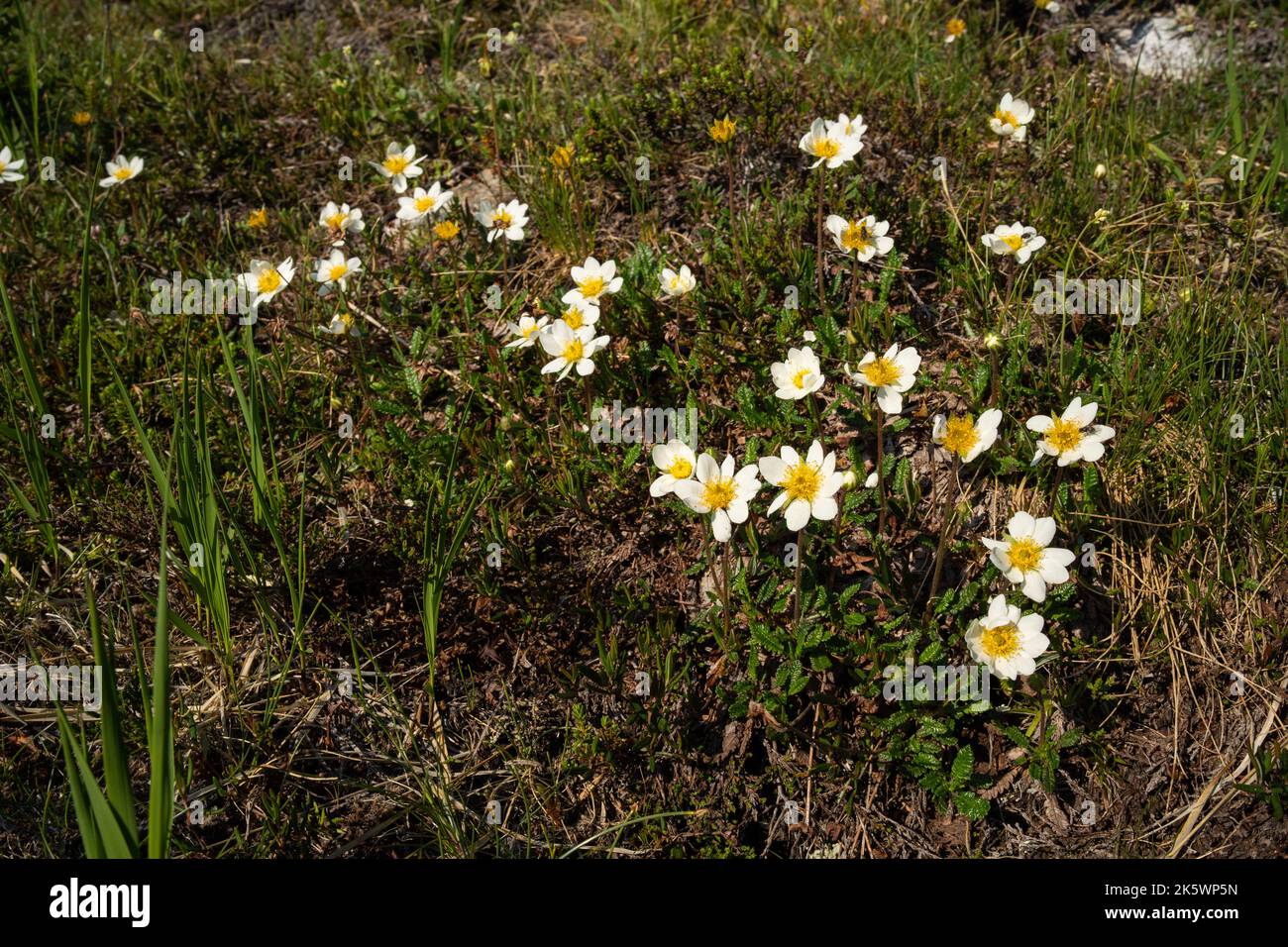 Un groupe de dryas blancs, Dryas octopetala croissant sur un sol rocheux dans le parc national Urho Kekkonen, dans le nord de la Finlande Banque D'Images