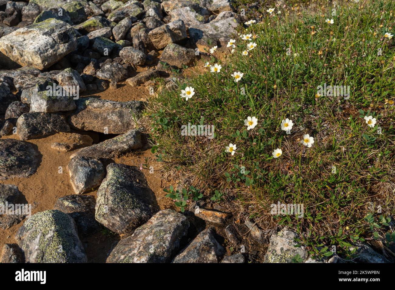 Un groupe de dryas blancs, Dryas octopetala croissant sur un sol rocheux dans le parc national Urho Kekkonen, dans le nord de la Finlande Banque D'Images