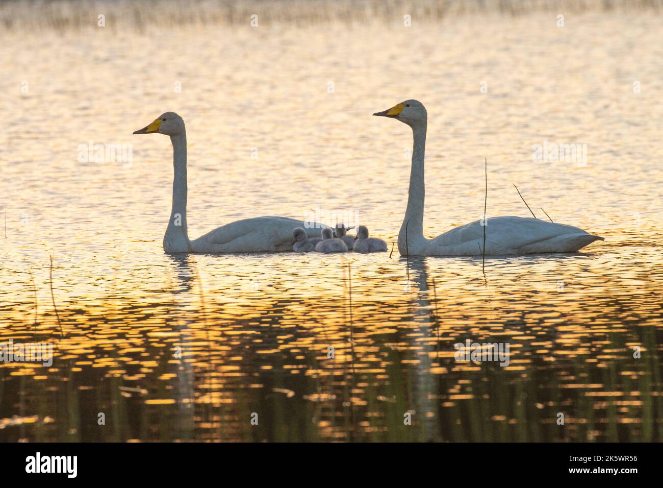 La famille de Whooper Swan nageant sur un petit lac pendant un beau coucher de soleil près de Kuusamo, dans le nord de la Finlande Banque D'Images