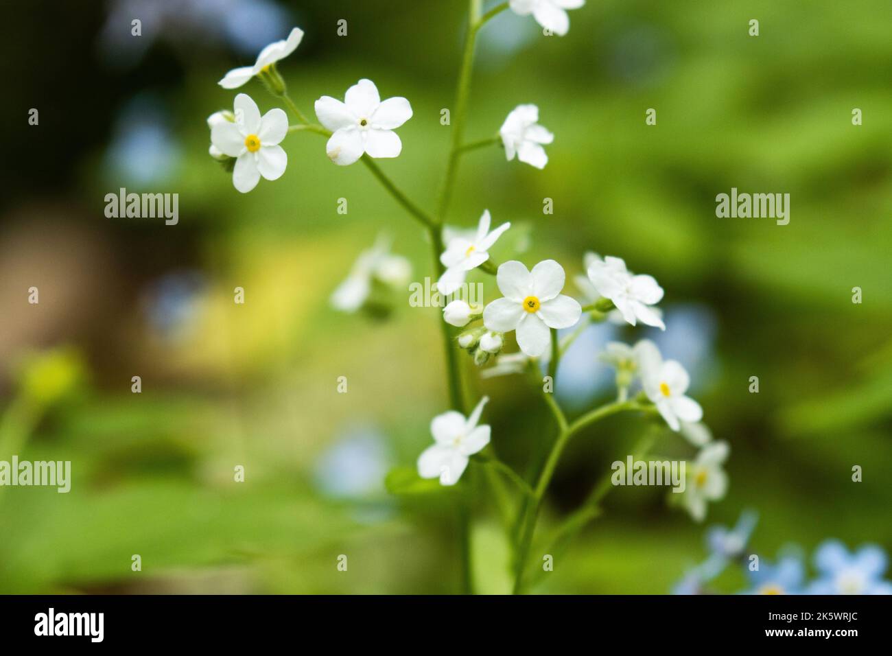 Une floraison Forget-me-not avec des fleurs blanches dans la forêt boréale estonienne, à la fin du printemps Banque D'Images