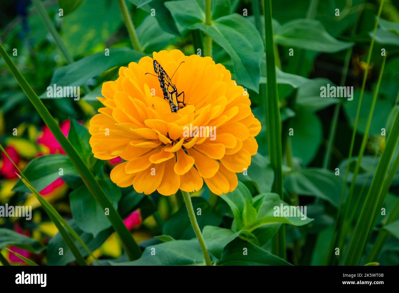 papillon monarque sur un zinnia jaune dans un jardin d'été Banque D'Images