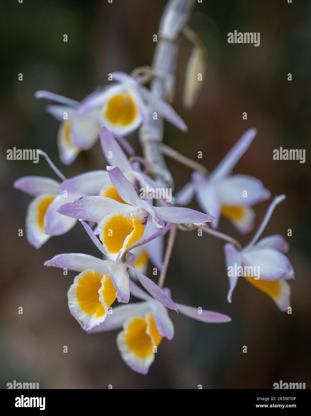 Gros plan de la lumière jaune violet et blanc dendrobium cristallinum épiphytique orchidée fleurs fleurir à l'extérieur sur fond naturel Banque D'Images