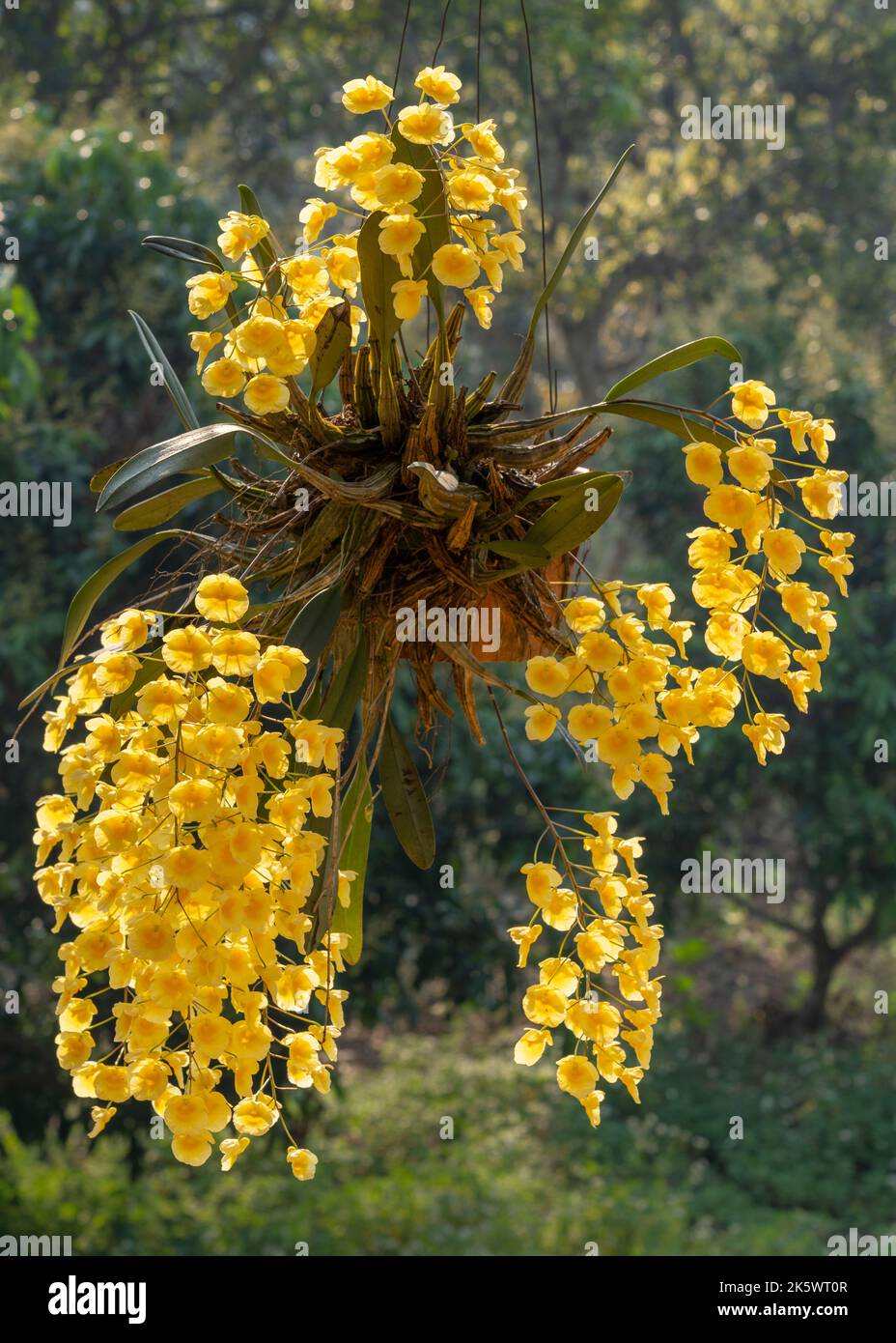 La spectaculaire espèce d'orchidée épiphytique jaune rétro-éclairée dendrobium lindleyi ou dendrobium de Lindley en pleine floraison Banque D'Images