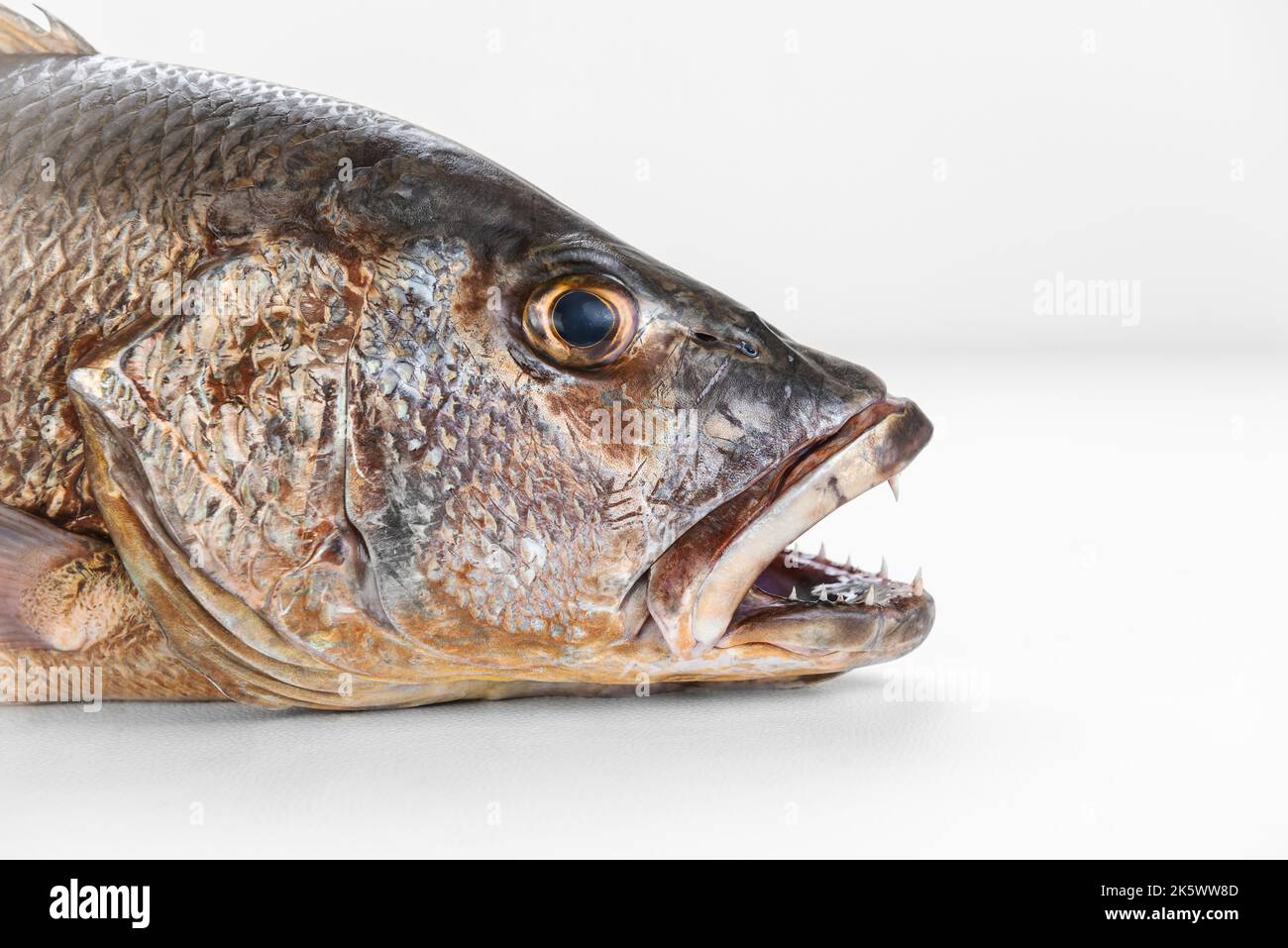 Le vivaneau gris de la mangrove a des dents acérées qui ferment la bouche Banque D'Images
