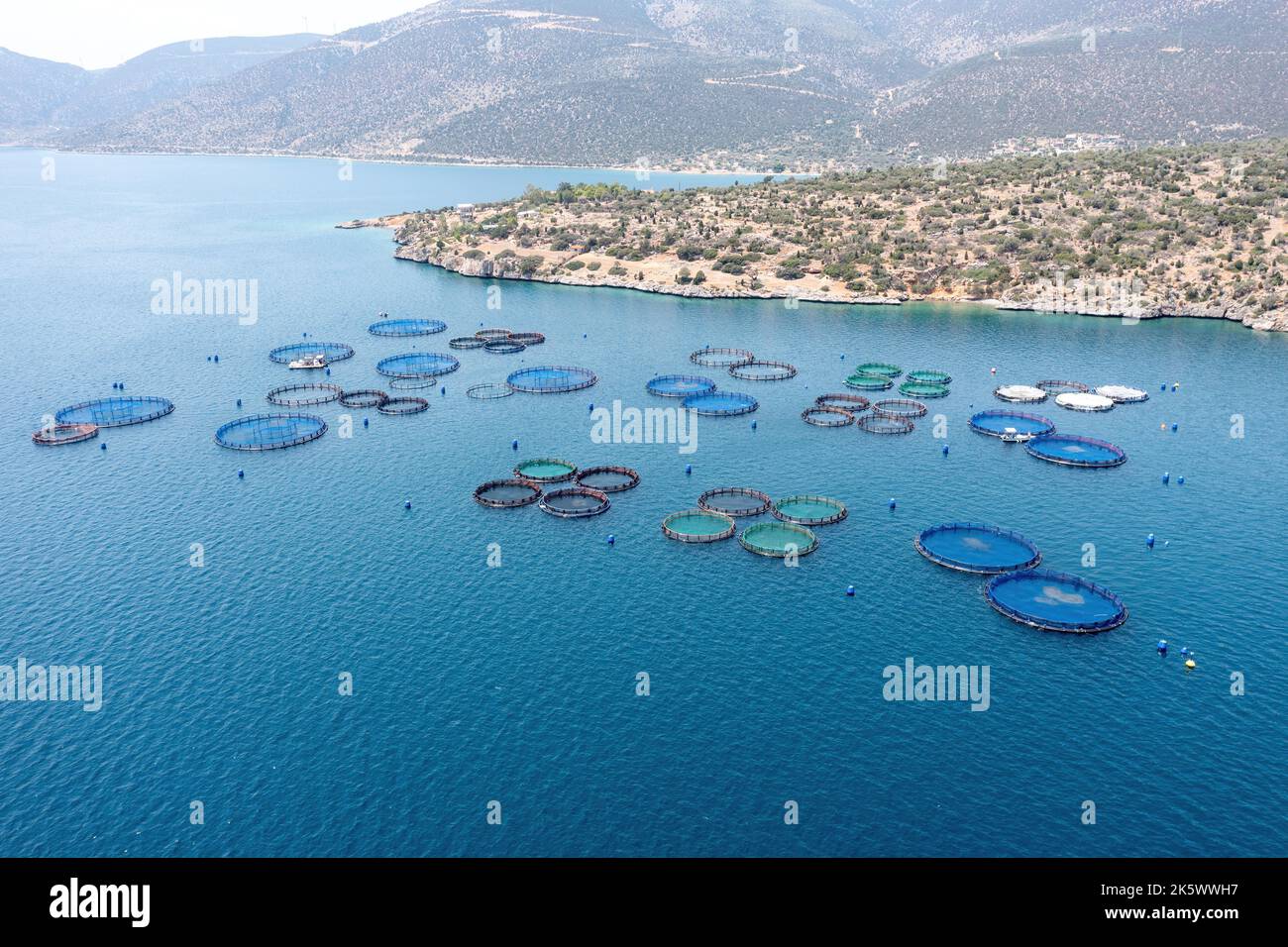 Pisciculture. Bar de mer et dorade de mer croissant dans des cages, vue aérienne de drone. Industrie du poisson aquacole près de Galaxidi, Grèce Banque D'Images