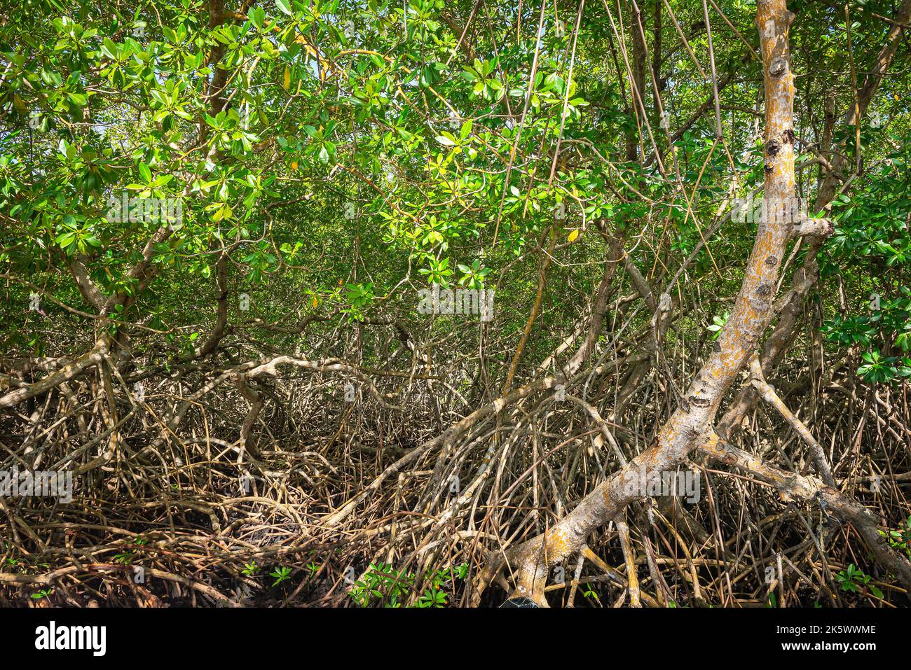 Forêt de mangroves arbres tropicaux denses feuillage jungle forêt sauvage écosystème de bois à Tobago Banque D'Images