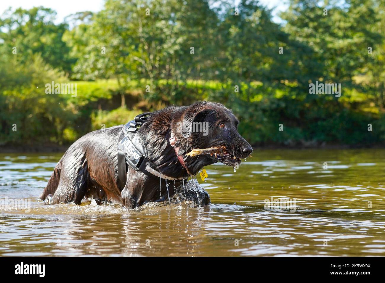 Vue rapprochée d'un chien jouant dans une rivière du Royaume-Uni avec des éclaboussures d'eau et des bâtons dans sa bouche. Banque D'Images