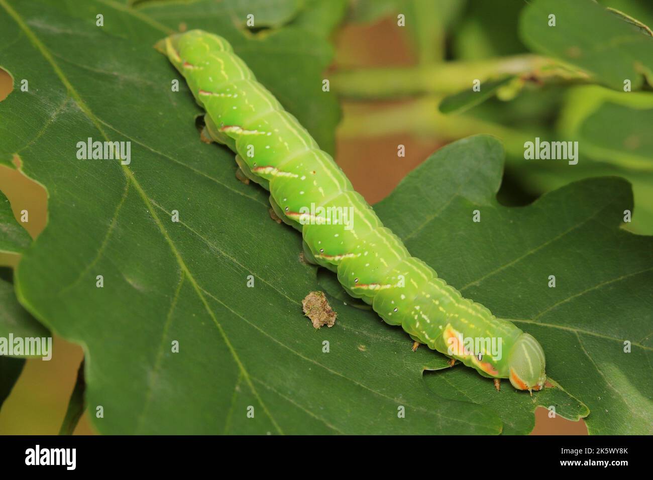 Le papillon - la grande proéminente (Peridea anceps) larves (caterpillar) se nourrissant sur une feuille de chêne Banque D'Images