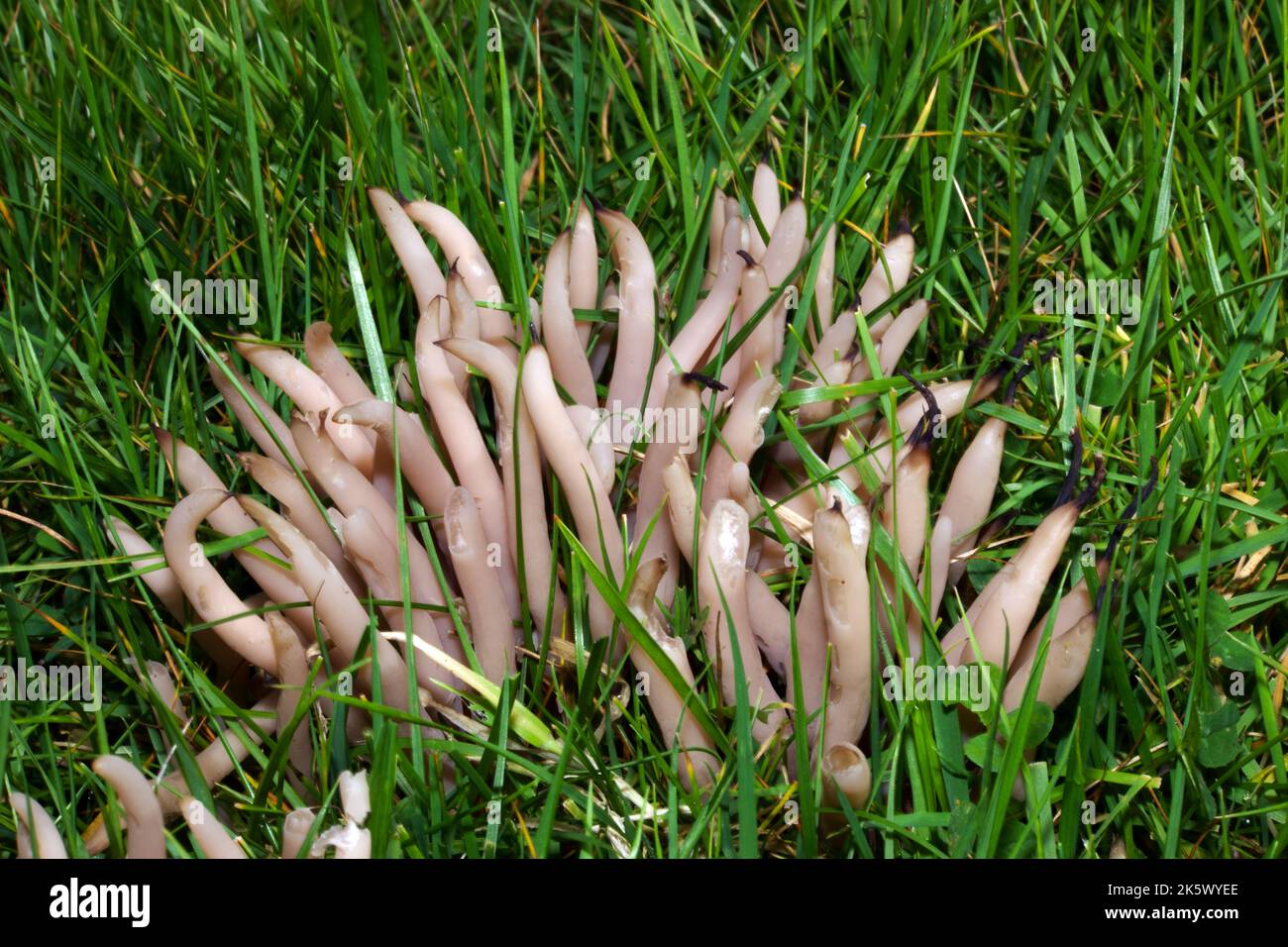 Clavaria fumosa (clavaria fumé) est une espèce de champignon de corail qui pousse dans des prairies non améliorées en Europe et en Amérique du Nord. Banque D'Images