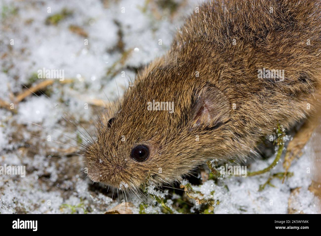 Le campagnol commun (Microtus arvalis) dans un habitat naturel Banque D'Images