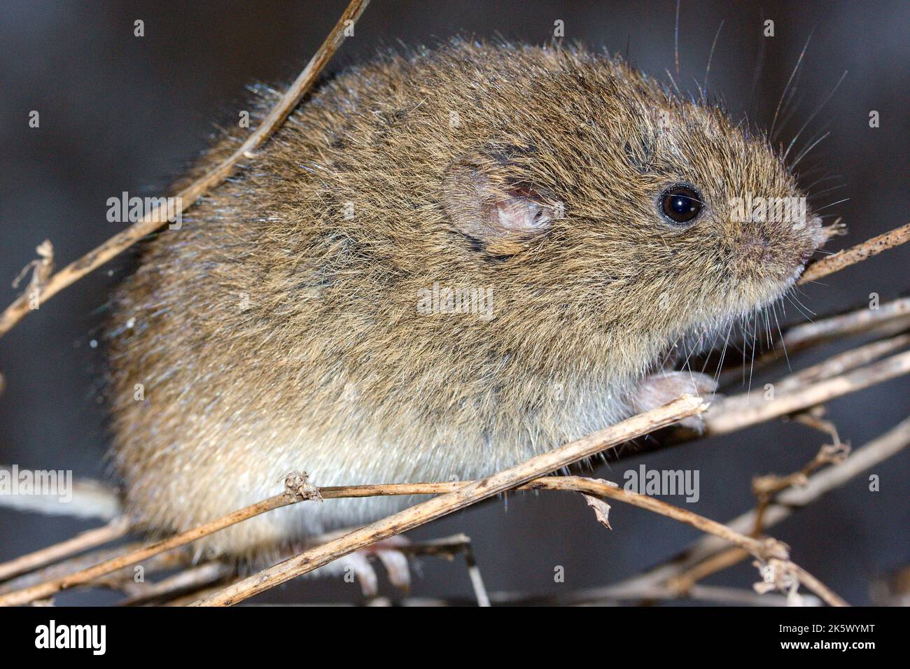 Le campagnol commun (Microtus arvalis) dans un habitat naturel Banque D'Images