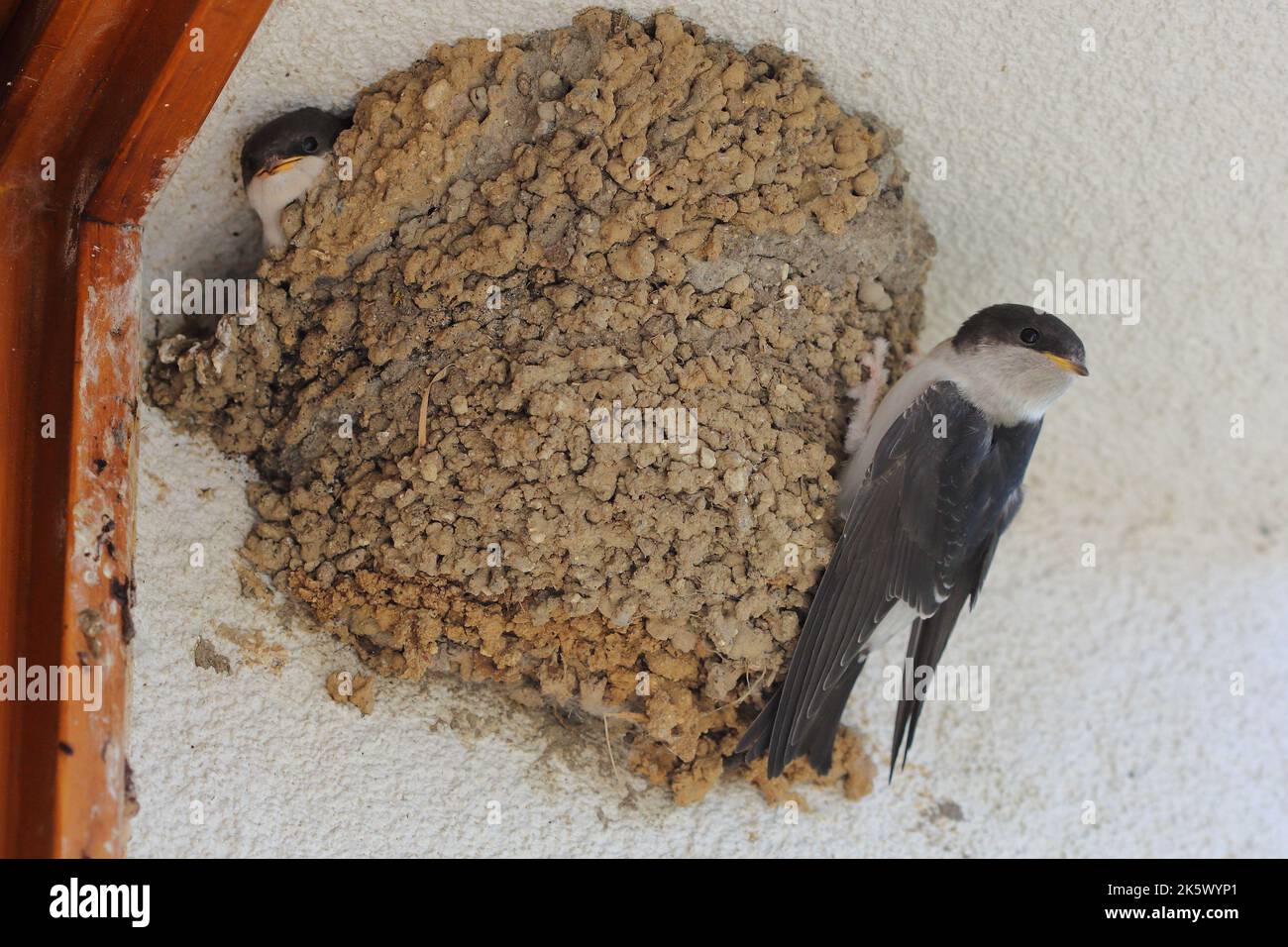 La maison commune martin (Delichon urbicum), la maison nord martin, et la maison martin nourrissant le jeune poussin dans le nid Banque D'Images
