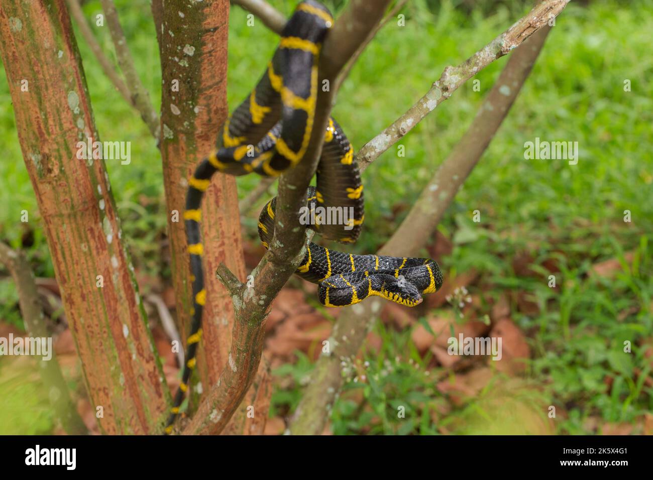 La boïga dendrophila, communément appelée serpent de mangrove ou serpent de chat à anneau d'or sur la faune Banque D'Images