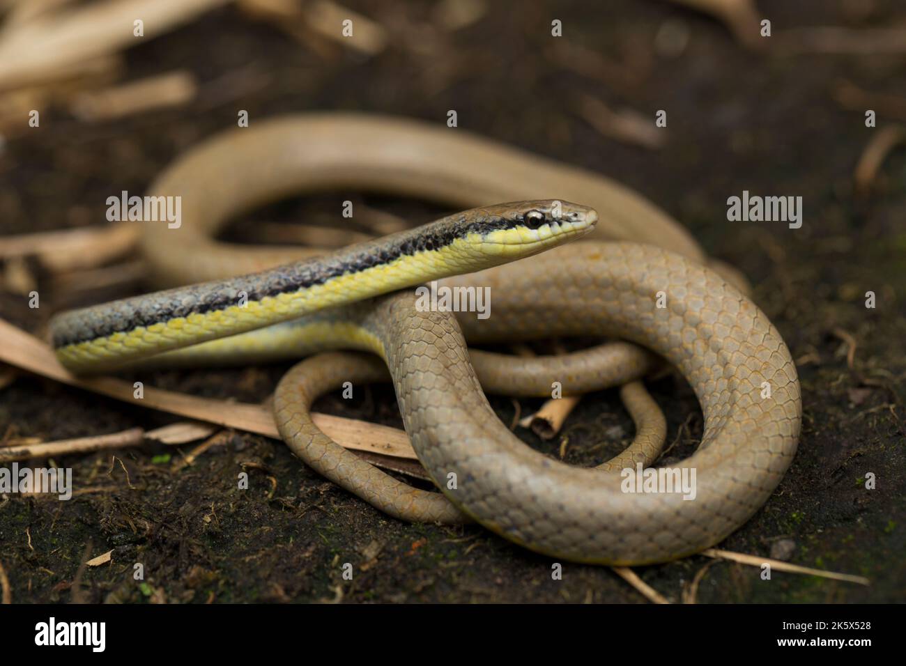 Malayan Ringneck Snake liopeltis tricolor sur sauvage Banque D'Images