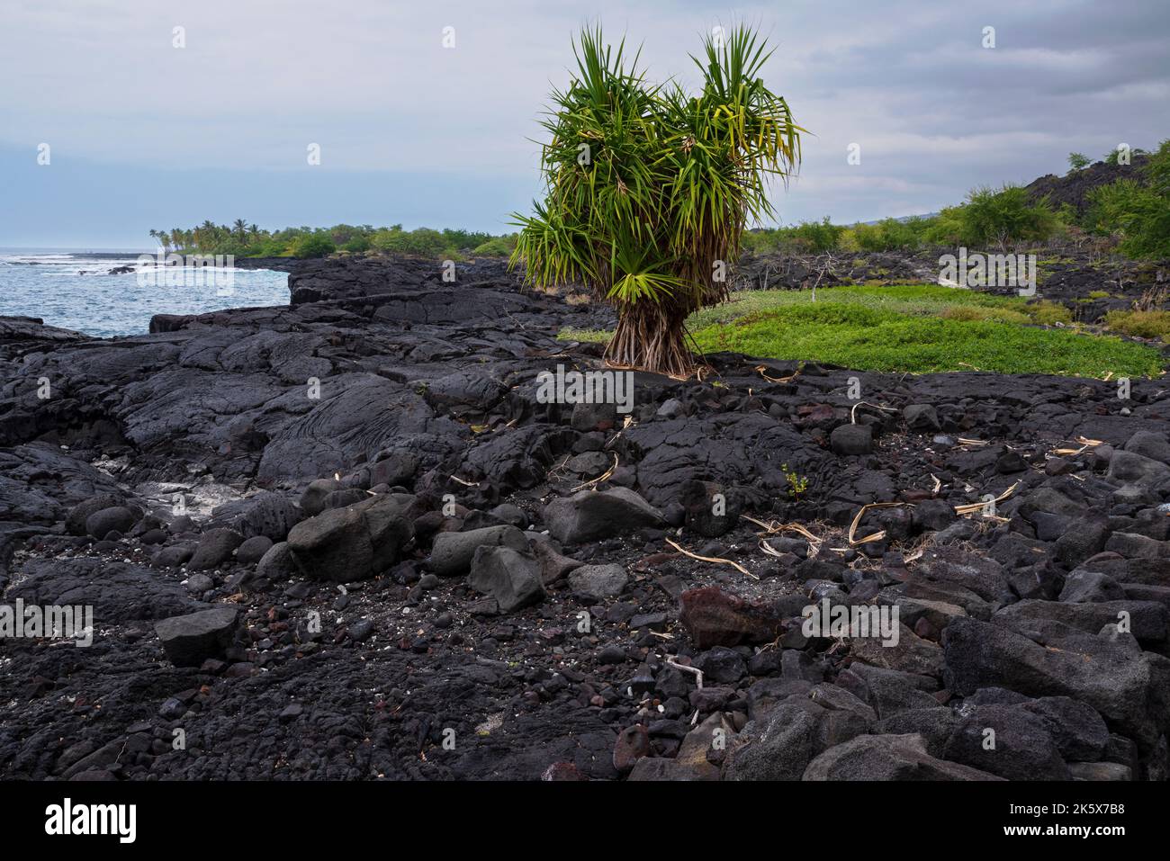 roche de lave noire et côte à la baie d'alahaka le long du sentier historique national d'ala kahakai au sud de kona hawaii Banque D'Images