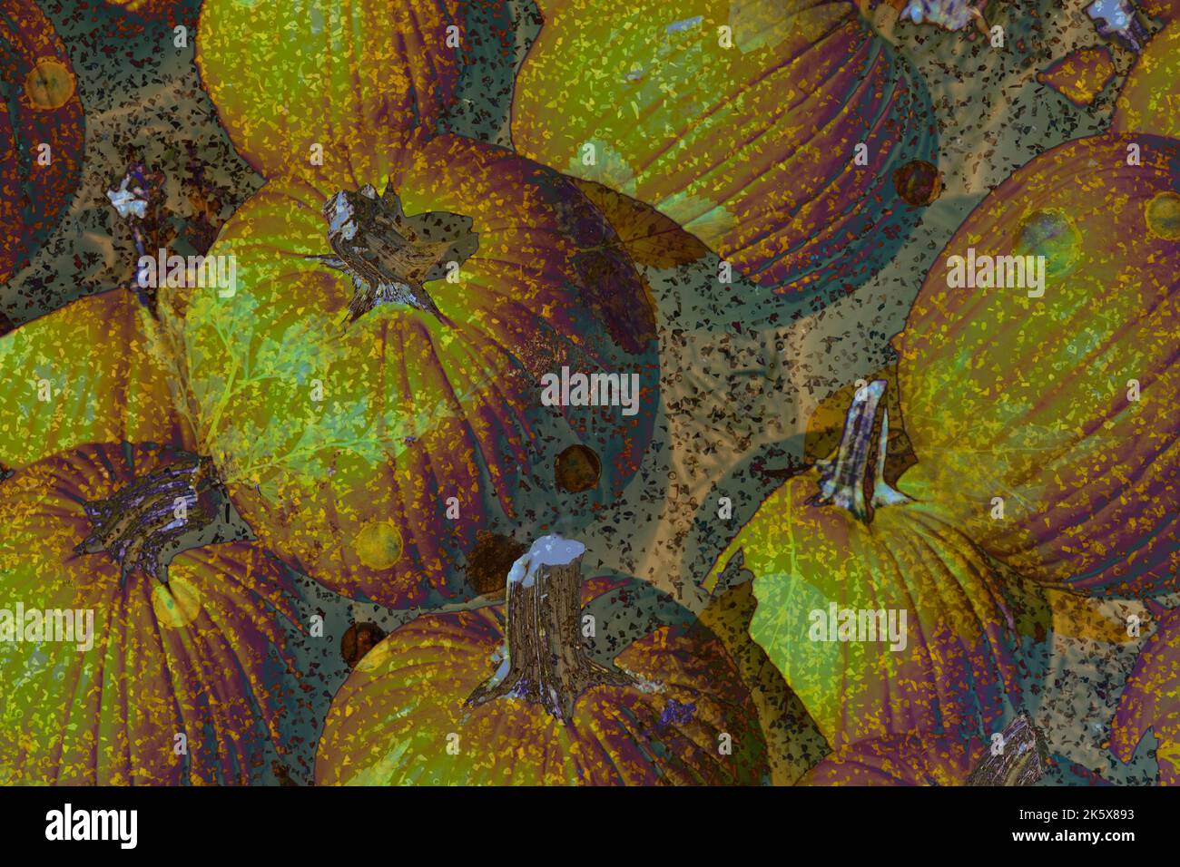 Citrouilles à tiges et feuilles d'automne superposées en jaune, orange et vert. Gros plan montre plusieurs citrouilles ensemble. Coloré lumineux avec des taches et des feuilles. Banque D'Images