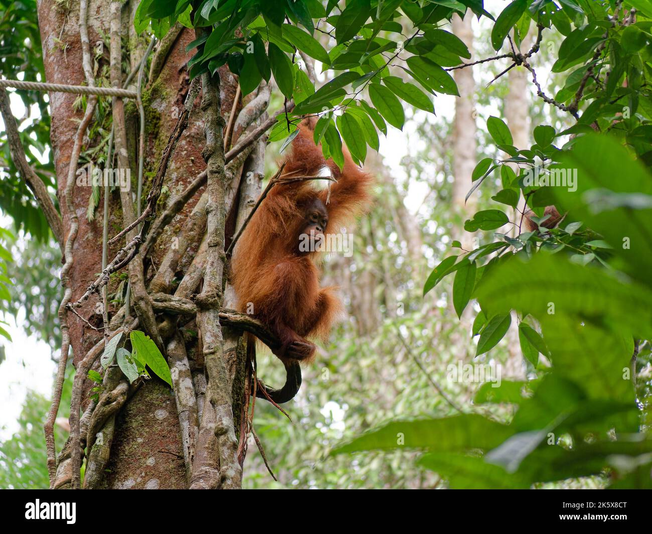 Jeune orangutan Bornean assis dans les arbres de la réserve naturelle de Semenggo, à l'extérieur de Kuching, Sarawak, île de Bornéo, Malaisie Banque D'Images
