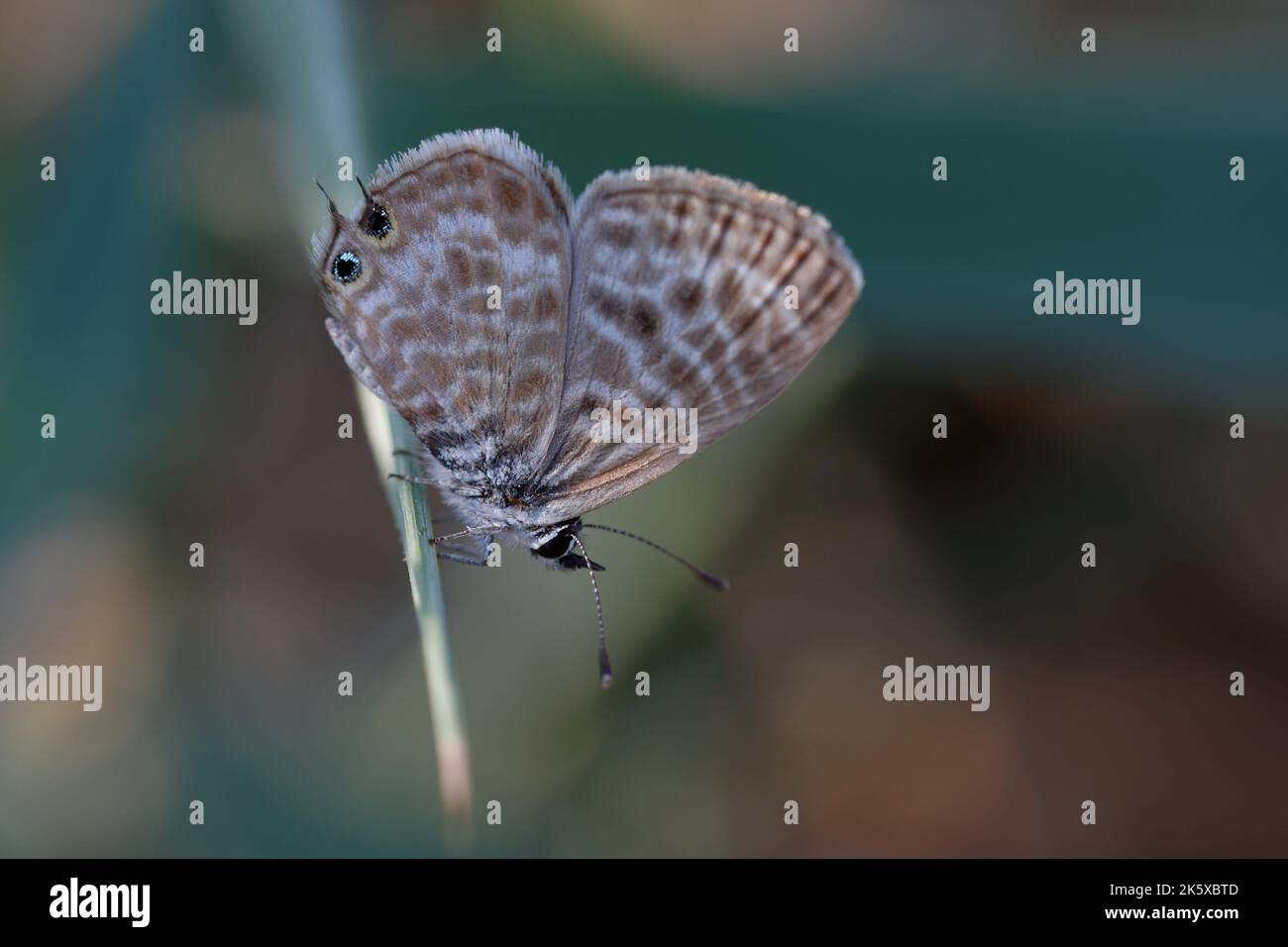 Bleu à queue courte de Lang ou bleu zébré commun (Leptotes piritthous) Banque D'Images