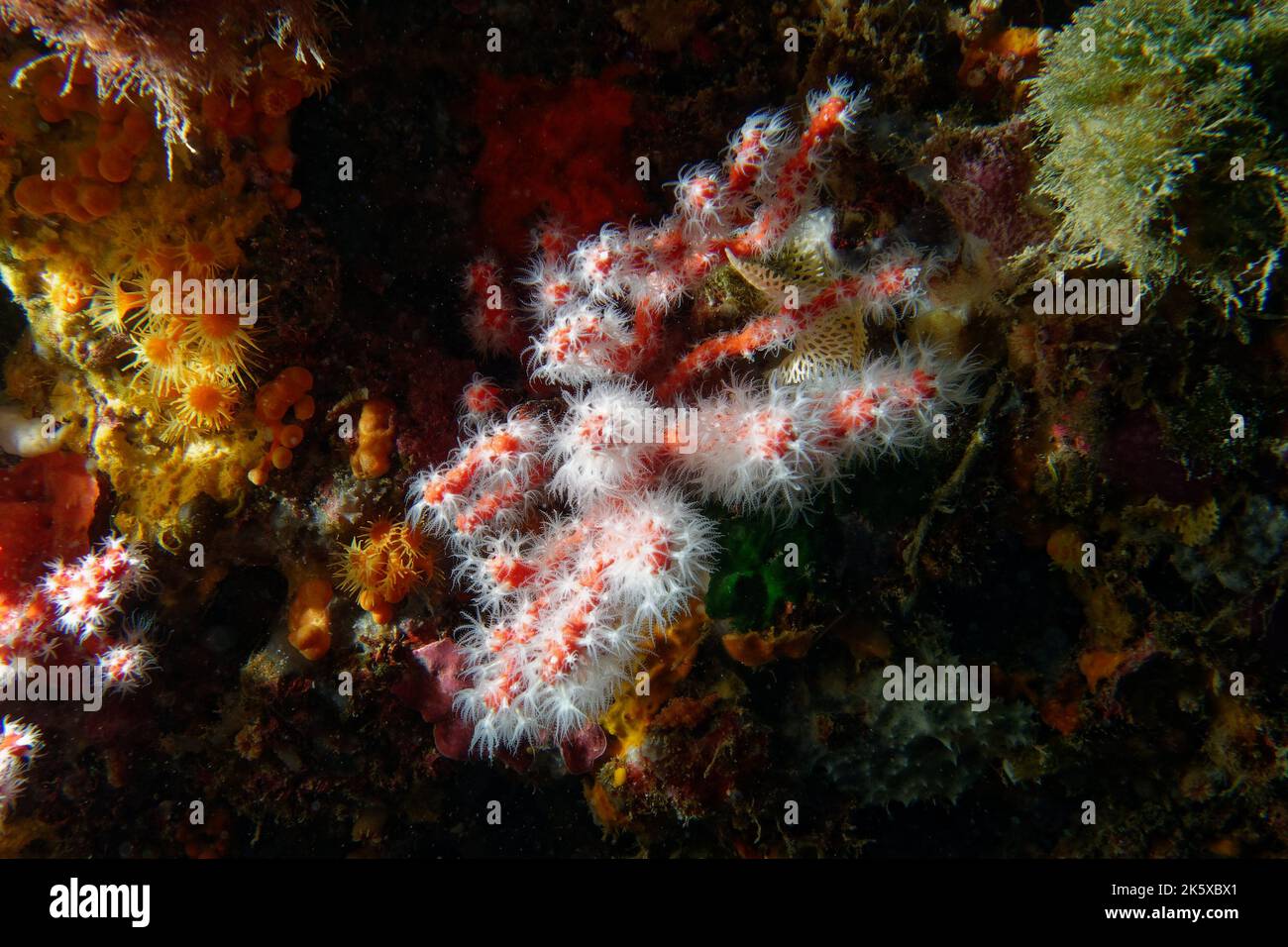 Corail précieux ou corail rouge (Corallium rubrum) en mer Méditerranée Banque D'Images