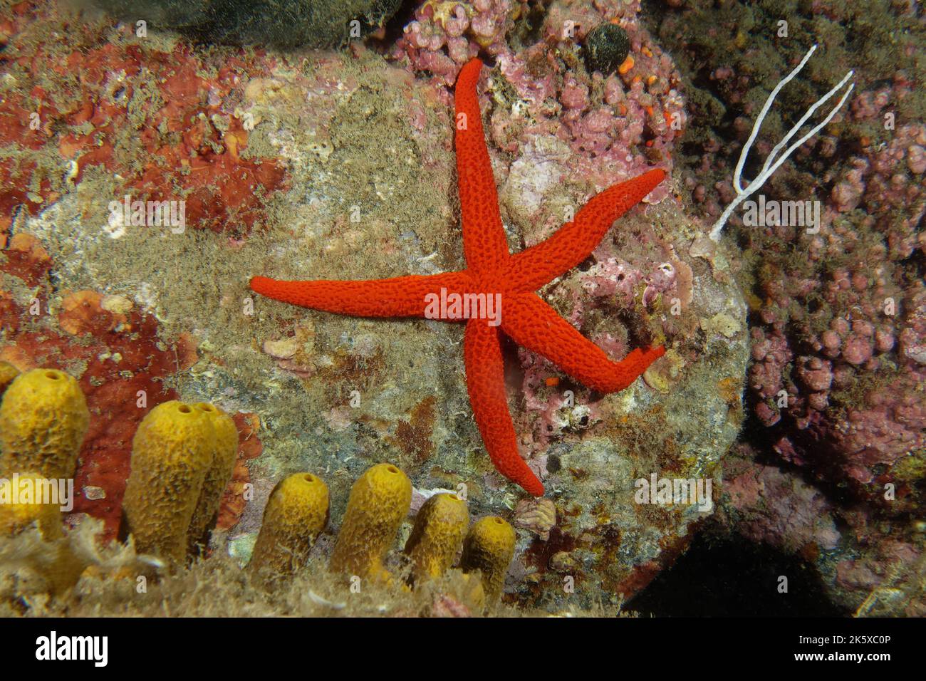 Étoile de mer rouge méditerranéenne (Echinaster seposituus) Banque D'Images