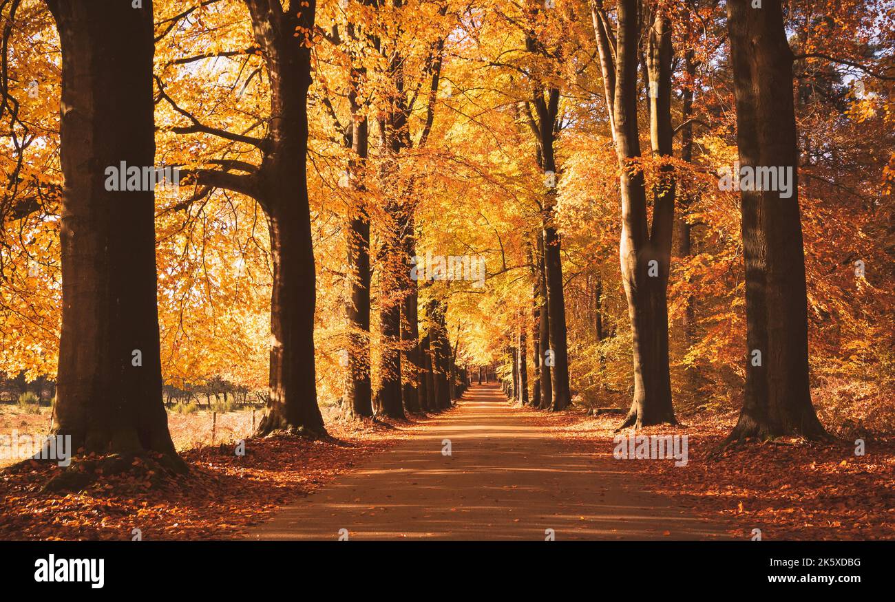 Forêt avec des feuilles mortes sur un chemin pendant l'automne. Banque D'Images