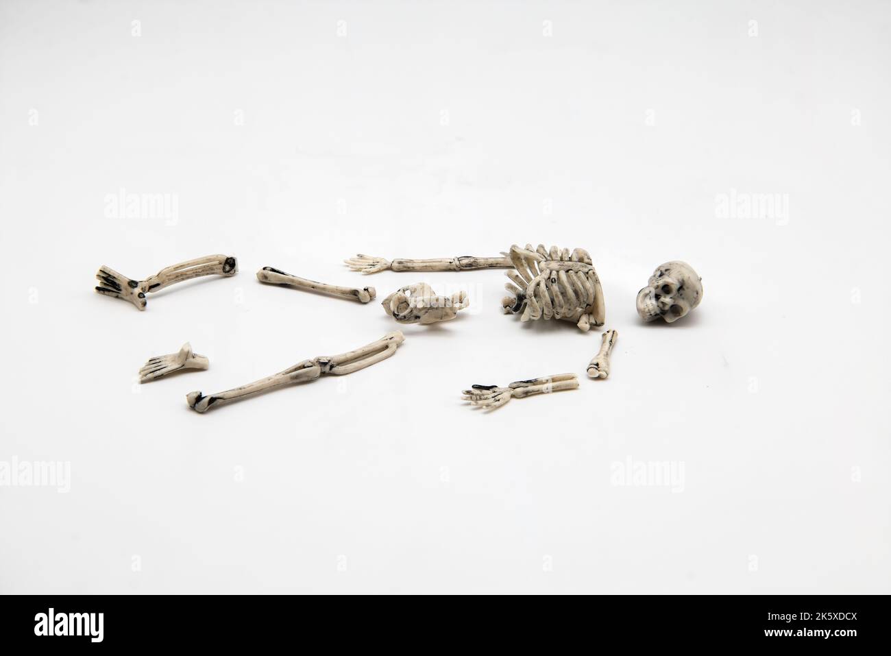 Squelette isolé sur fond blanc Banque D'Images