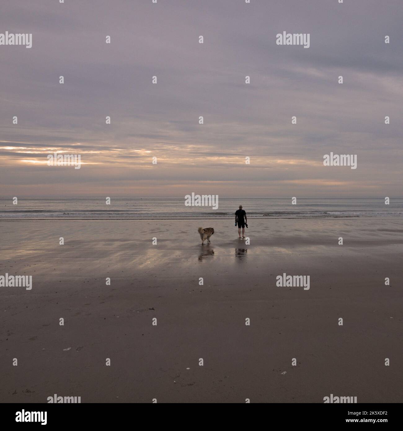 Promeneur de chiens sur la plage, South Bay, Scarborough, North Yorkshire. Banque D'Images