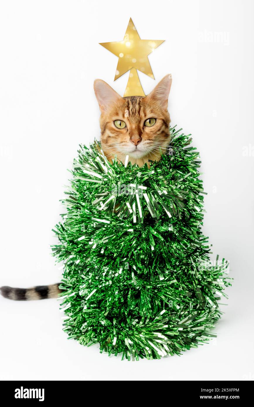 Chat domestique - arbre de Noël sur fond blanc. Le chat drôle est habillé pour le nouvel an ou Noël. Banque D'Images