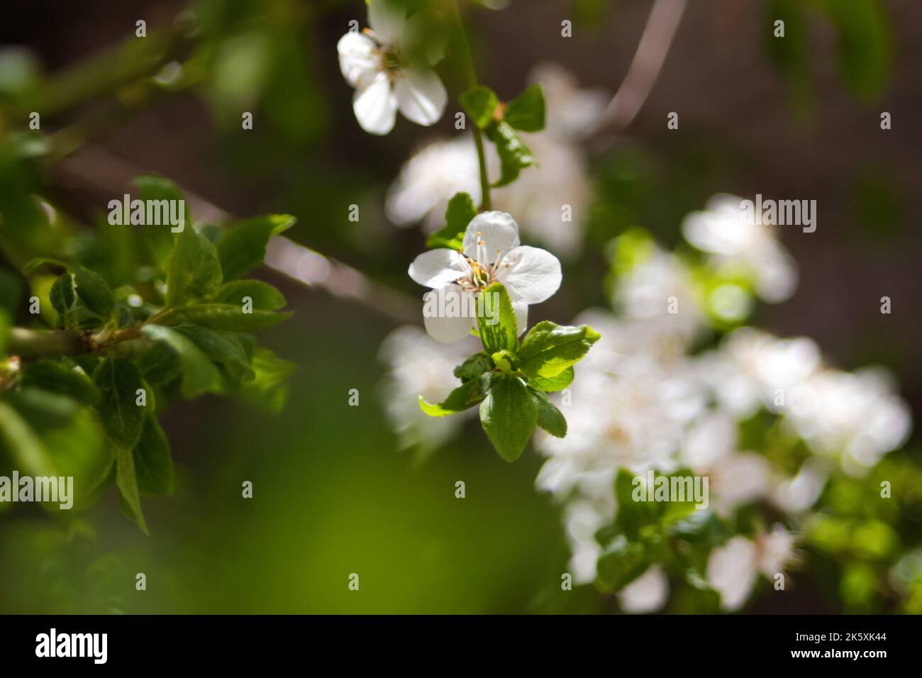 Refocalisation des branches fraîches de printemps de cerisier avec des fleurs, floral naturel saison de pâques fond. Magnifique arbre en fleur. Copier l'espace. Résumé Banque D'Images