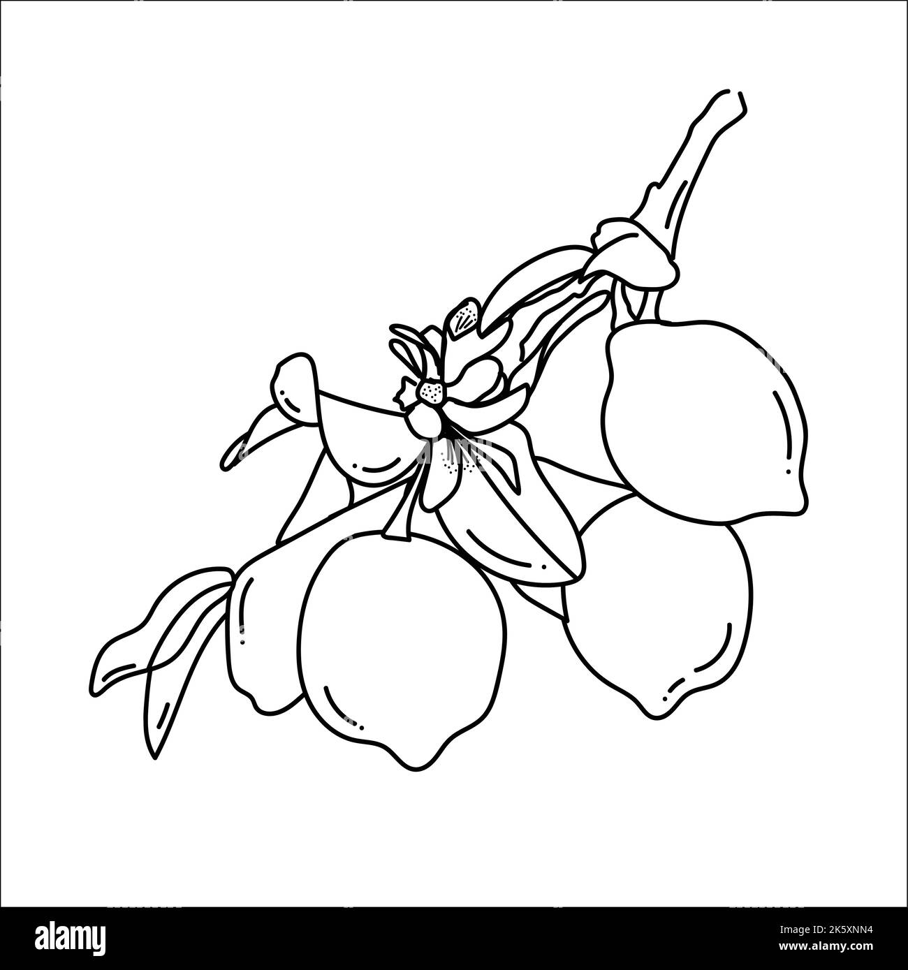 Dessin graphique de ligne de contour de branche de citronniers isolés par vecteur. Illustration de Vecteur