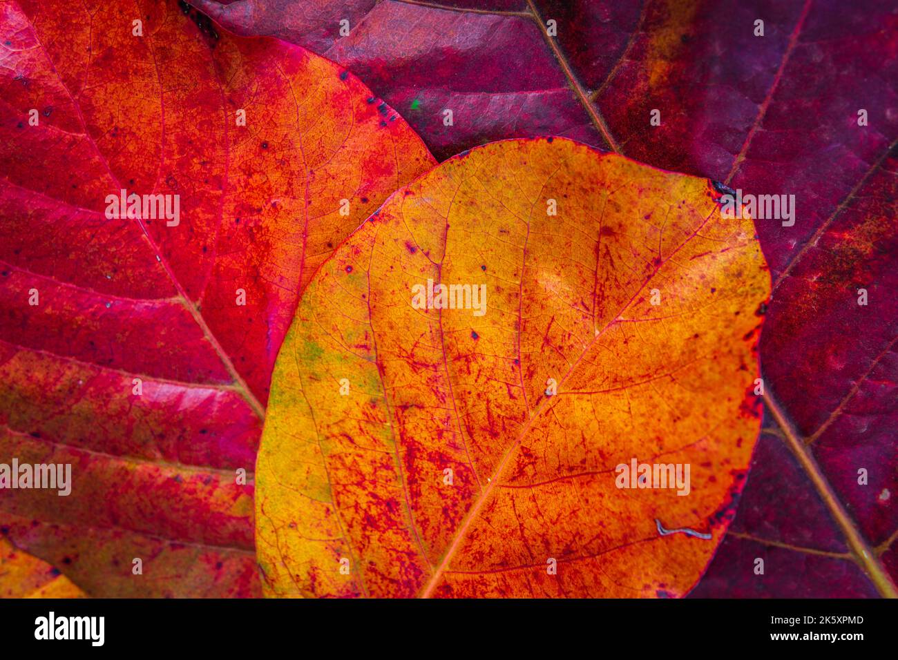 Photo horizontale en gros plan de l'amande indienne Amendoeira-da-praia, feuilles à l'automne. Banque D'Images Photo horizontale en gros plan de l'amande indienne Amendoeira-da-praia, feuilles à l'automne. Banque D'Images