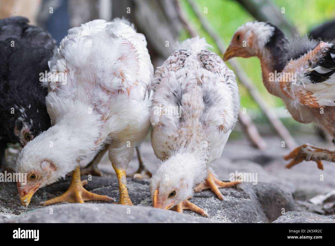 Gros plan de deux poulets blancs, mangeant de la purine depuis le sol sur une ferme paysanne colombienne. Gallus gallus domesticus en développement et en croissance pour Banque D'Images