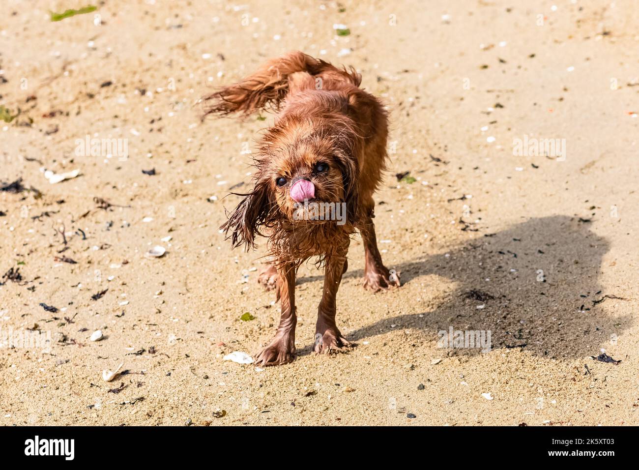 Un chien cavalier King charles, un chiot rubis ronflant lorsqu'il sort de l'eau, sur la plage Banque D'Images