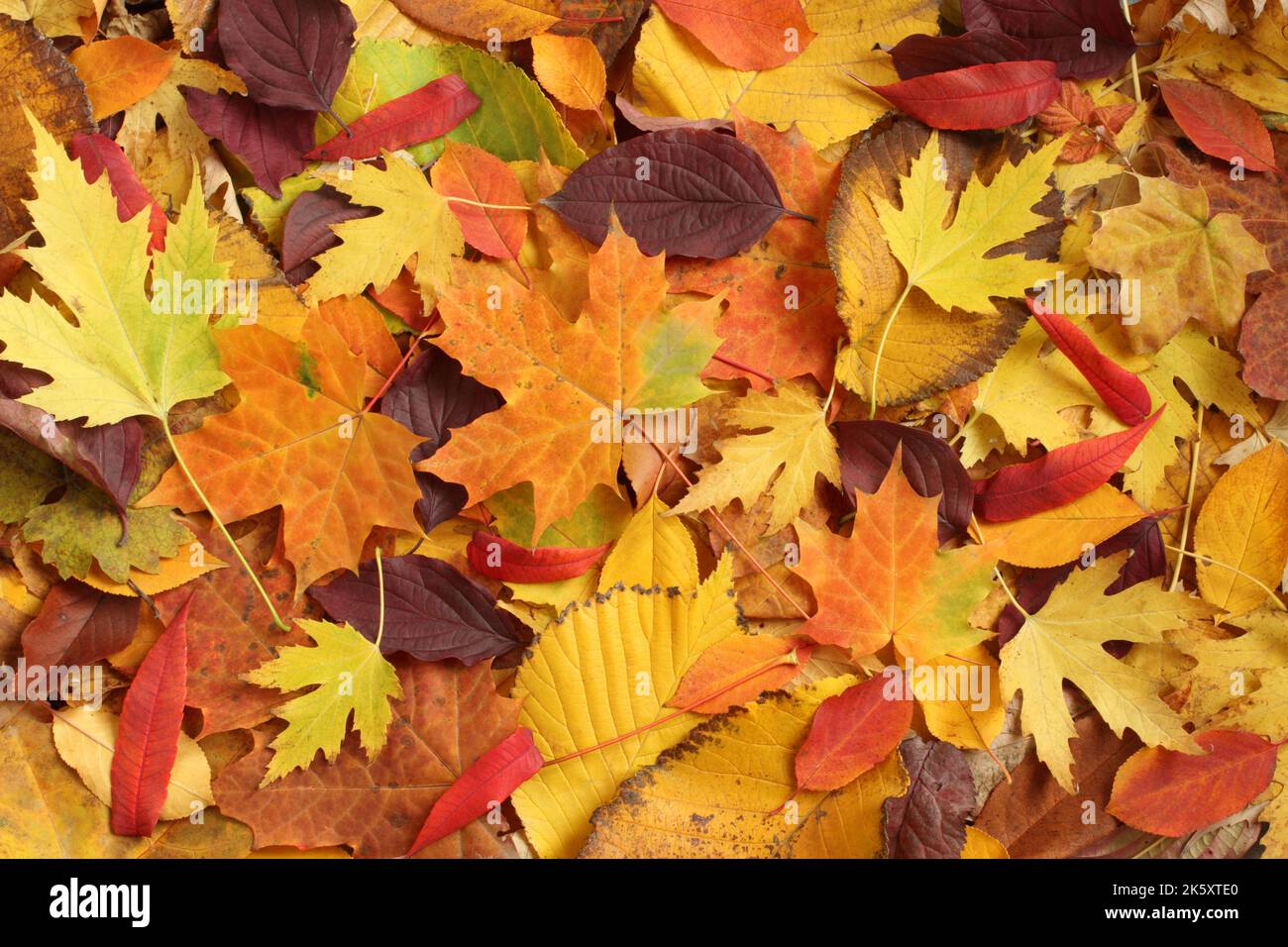 Arrière-plan de l'automne - feuilles d'érable séchées, jaunes, vertes, orange, pourpres et rouges, aulne, sumac, cerise, disposées au hasard. Vue de dessus. Fermer Banque D'Images