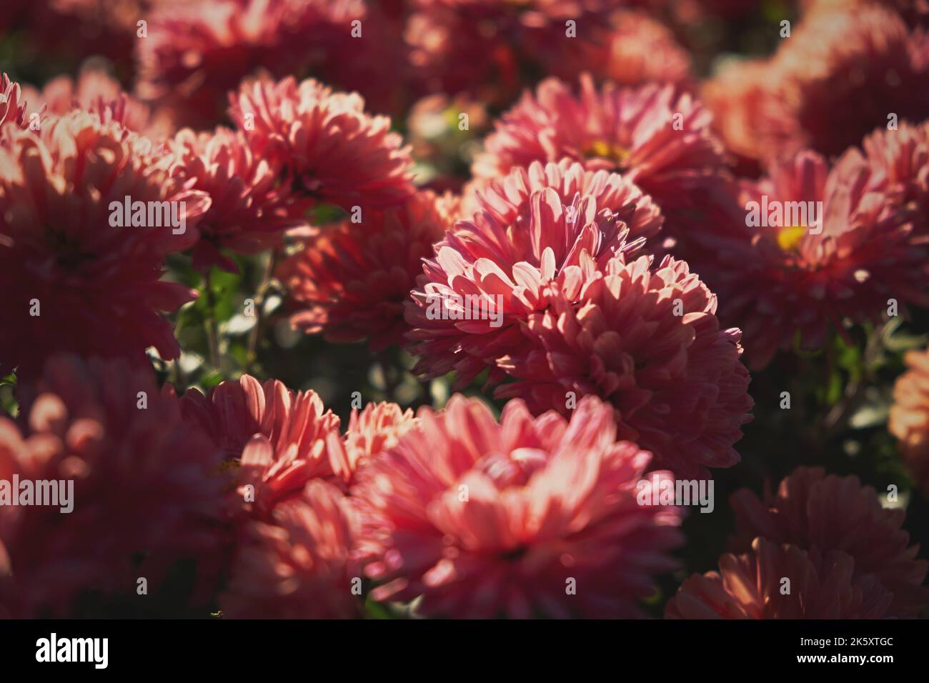 Chrysanthèmes rose gros plan. Fleurs authentiques arrière-plan flou. De magnifiques chrysanthèmes lumineux fleurissent dans le jardin d'automne. Arr. Florale atmosphérique Banque D'Images