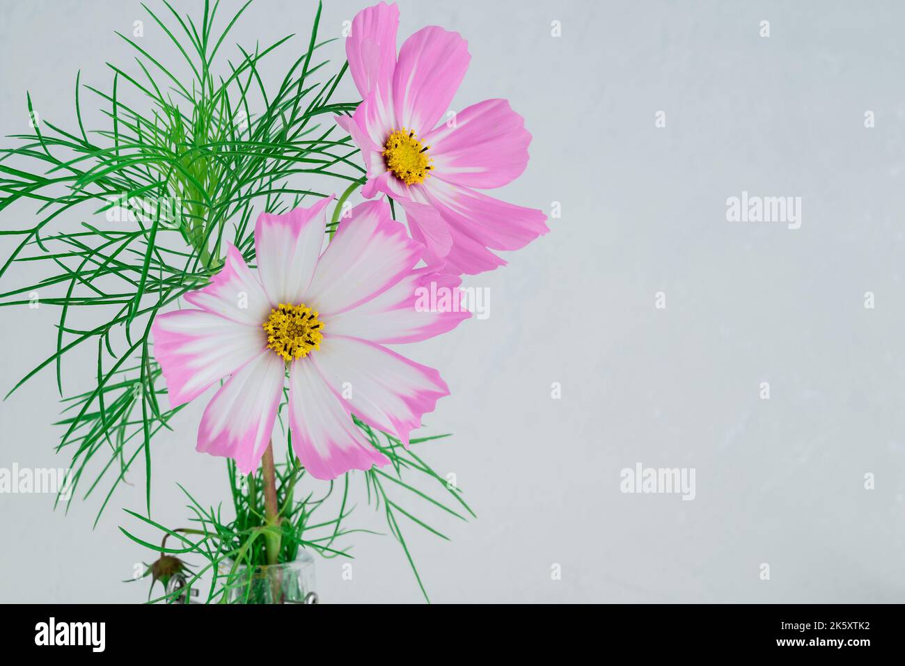 Fleurs Cosmos rose clair isolées sur fond blanc. Banque D'Images
