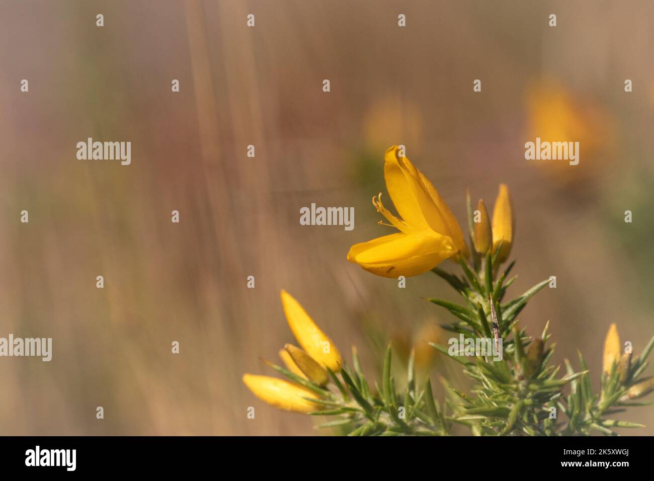 Gros plan d'une fleur de gorge qui grandit par Hawkcombe Wood sur Exmoor, West Somerset Banque D'Images