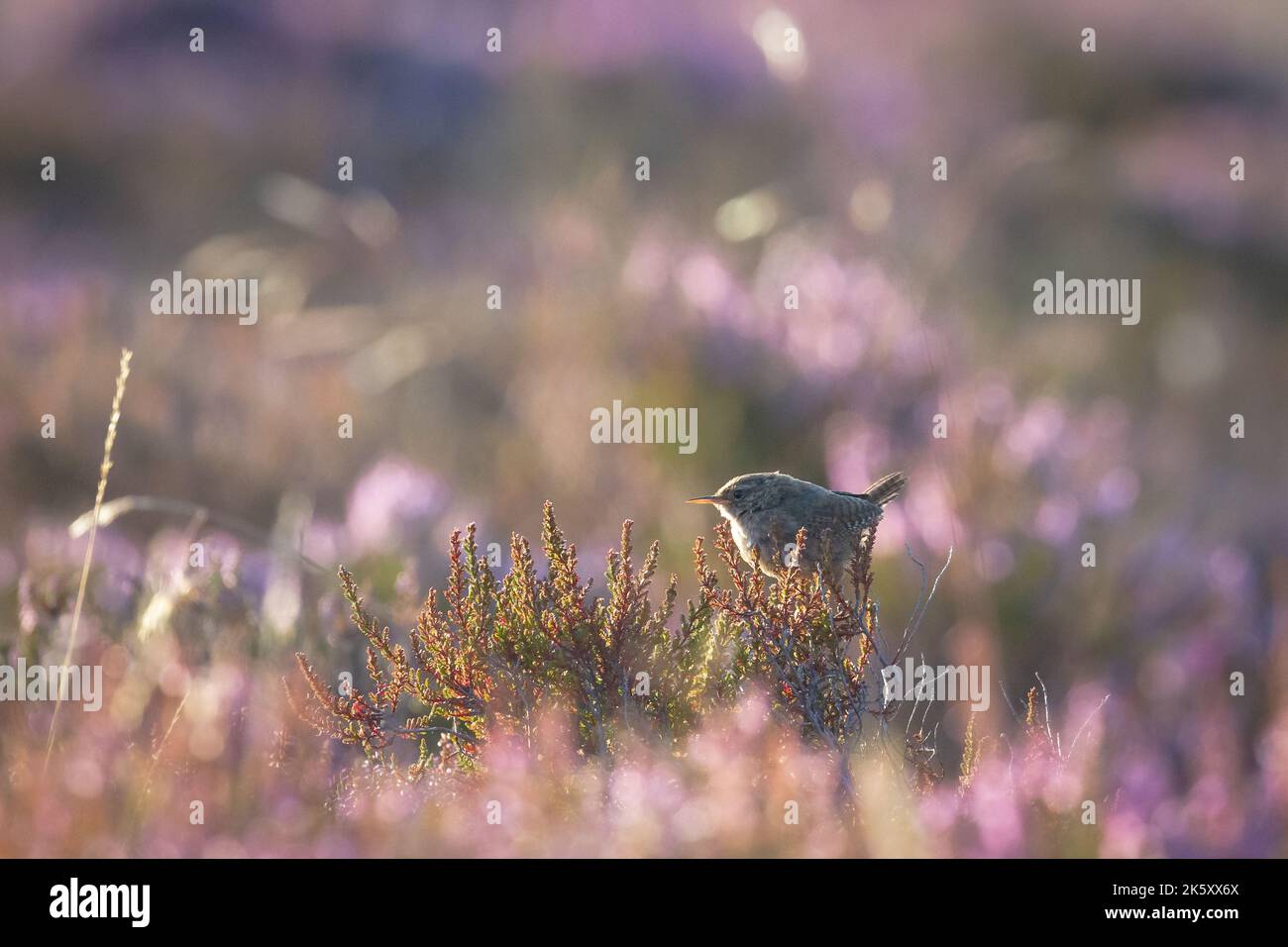 Au soleil d'été, un petit wren (troglodytes) perche sur la bruyère près de Dunkery, Exmoor, West Somerset Banque D'Images