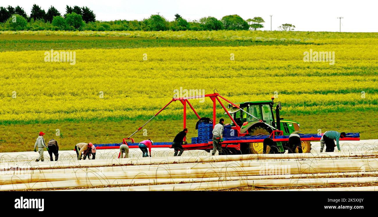 Travailleurs agricoles immigrants, travailleurs occasionnels sur le terrain d'Asparagus, Norfolk, Royaume-Uni Banque D'Images