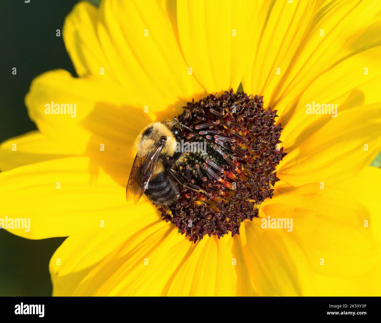 Un bourdon pollinisant sur un tournesol jaune avec de bons détails de fleurs de disque. Banque D'Images