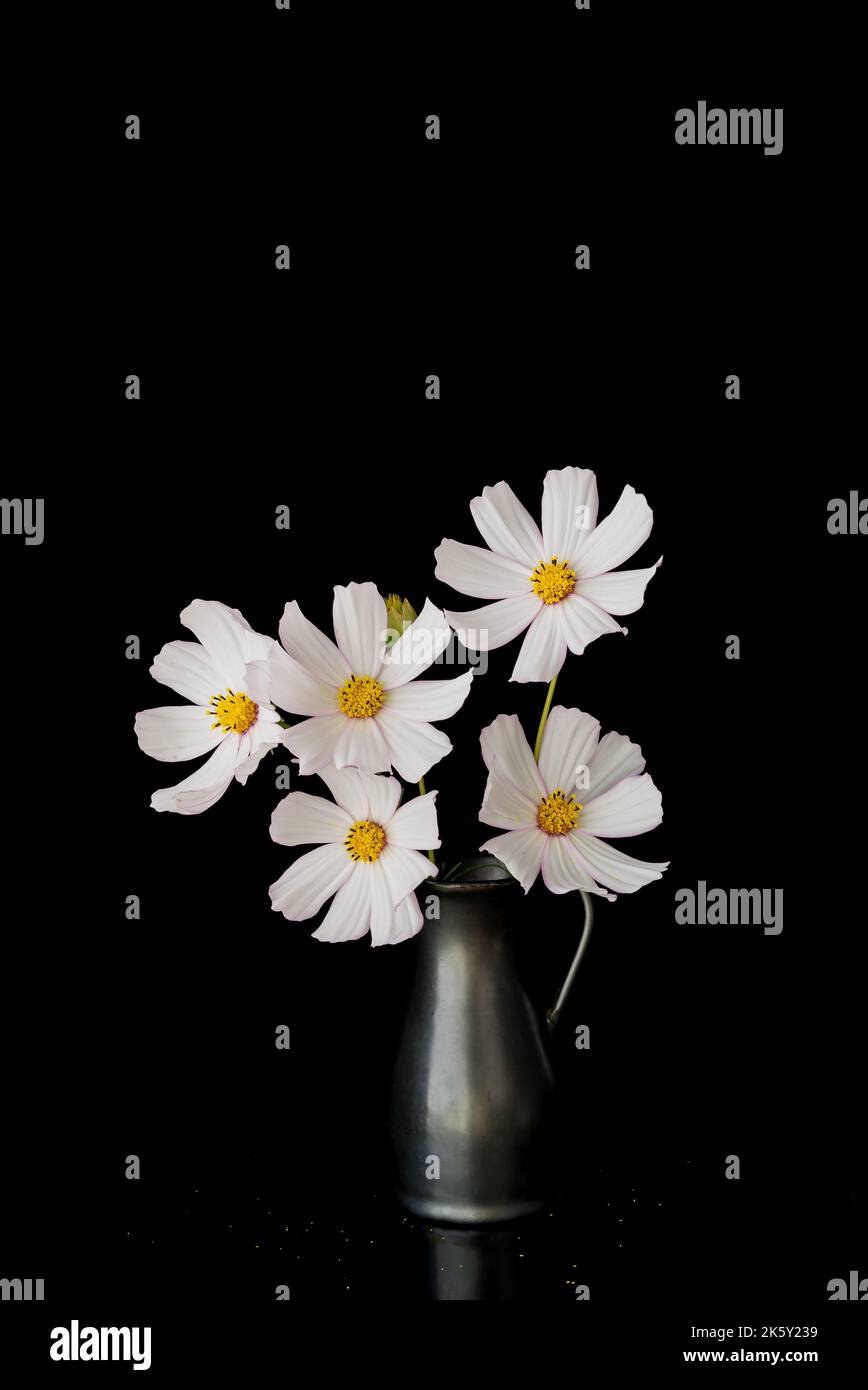 Fleurs Cosmos rose clair isolées sur fond. Banque D'Images